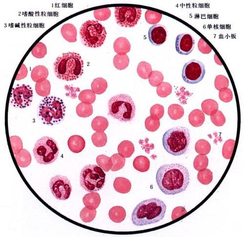 细胞调节的机制是哪三种_调节t细胞_细胞调节图解