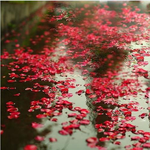 五月八日：阳光、青春、欢聚与哀伤的交织