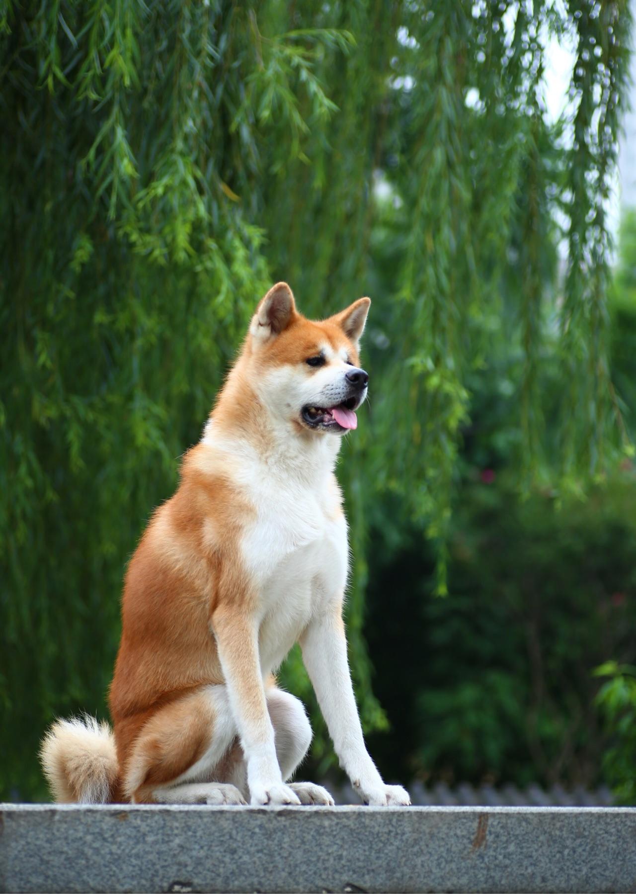 忠犬八公电影免费完整版下载_忠犬八公电影播放免费播放_电影忠犬八公国语版