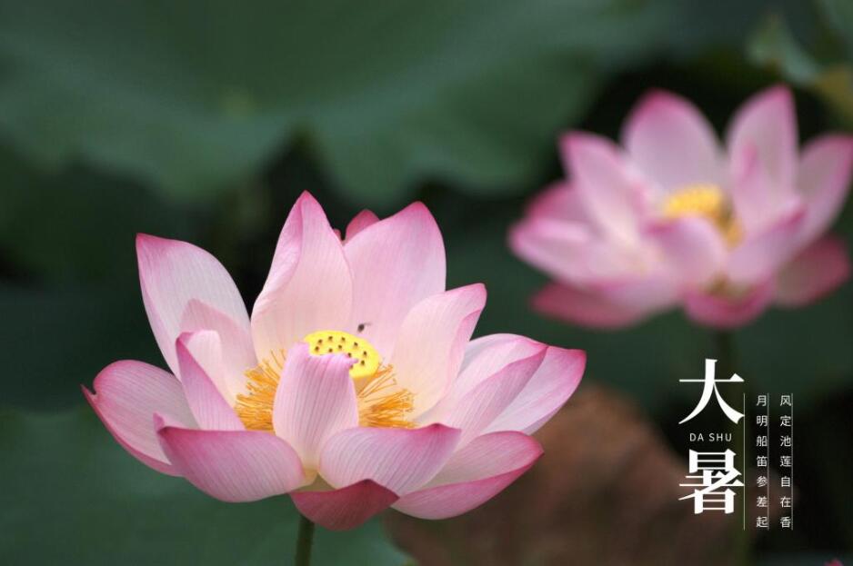 大暑是几月几日_大暑的月相是什么_大暑是几月几日星期几
