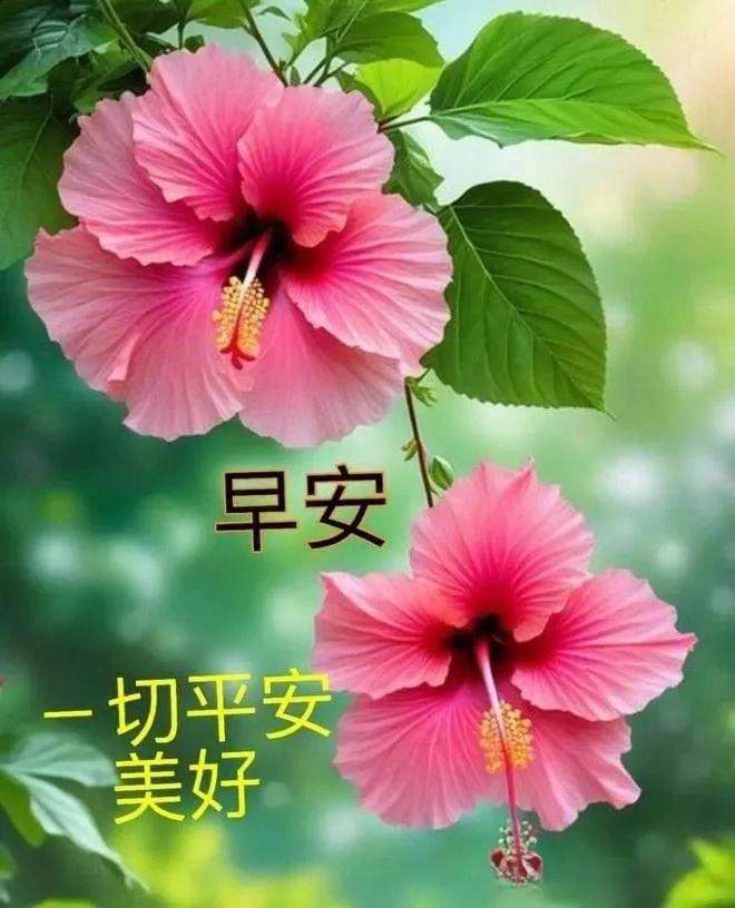 fomz复古胶片相机_胶片复古相机软件免费_胶片复古相机app