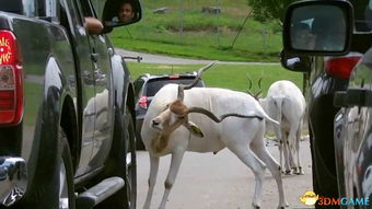 抠屁眼游戏,揭秘社交新潮流背后的趣味与争议
