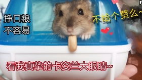 仓鼠类游戏,打造你的萌宠冒险之旅